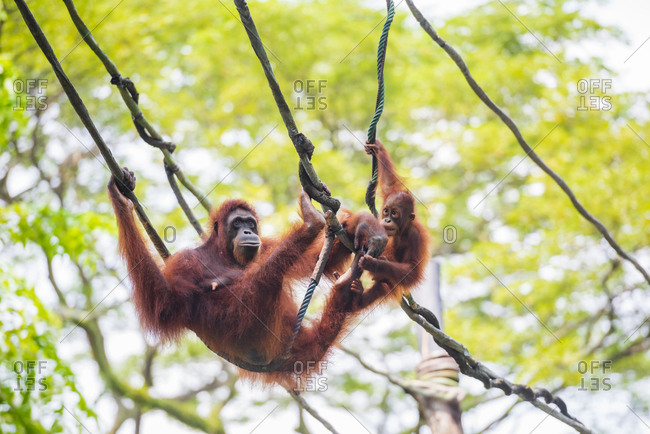 Female orangutan and baby orangutan swinging on rope