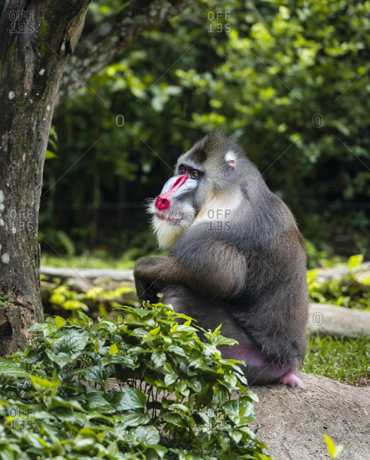 Mandrill Stock Photos Offset