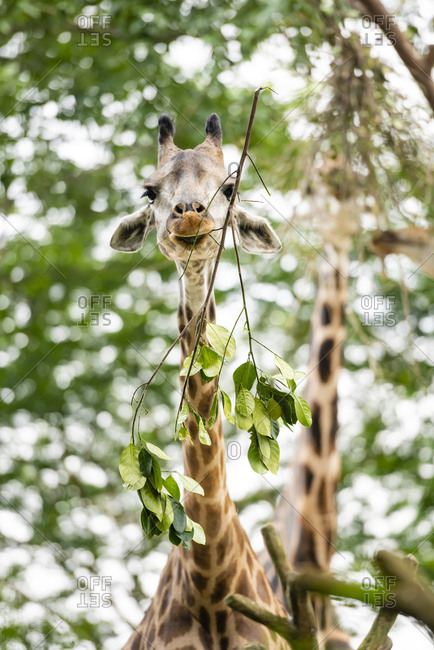 Close-up of giraffe eat leaves