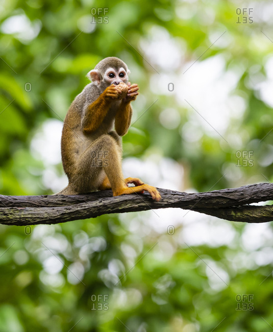Squirrel monkey sitting on rattan and eating nut