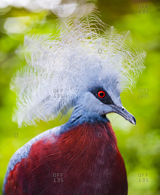 Close up portait of Goura bird with beautiful feather on head