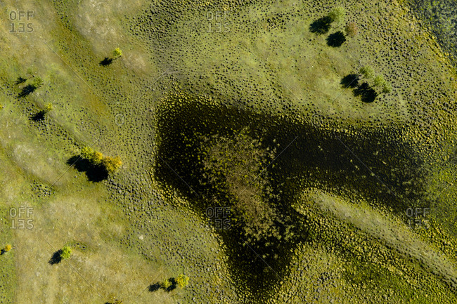 Aerial view marsh with little trees, Inner Mongolia, China, Asia.