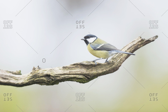 Great tit perched on a tree branch