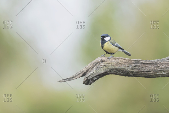 Close up of a great tit perched on a tree branch