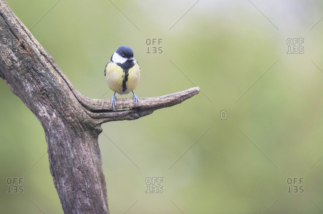 Great tit on a tree branch