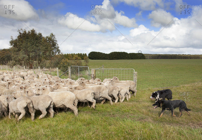 australian shepherd stock photos - OFFSET