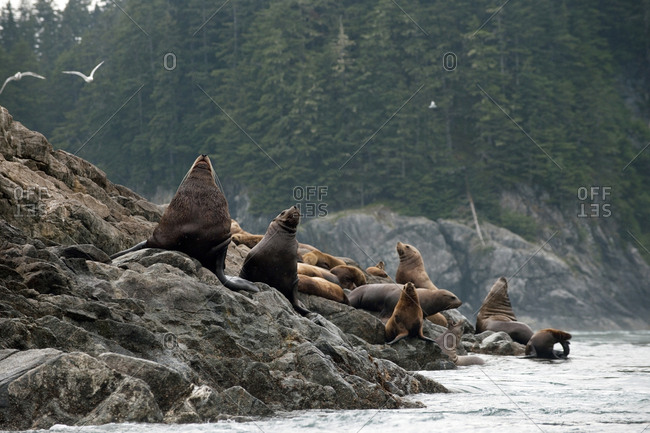 Sea lions sitting on a rocky shoreline with a forest in the background