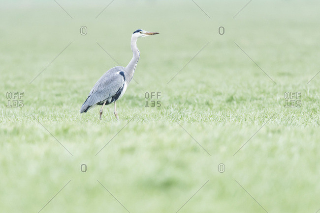 Grey heron in a grassy field