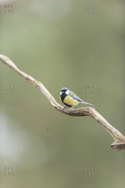 Great tit bird on a tree branch