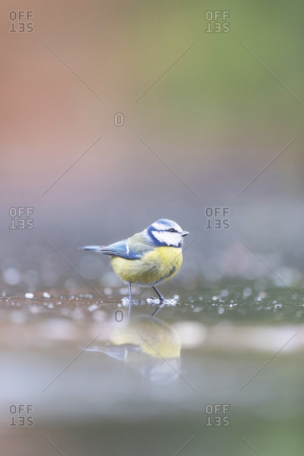 Great tit bird reflecting in water