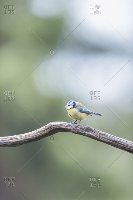 Great tit bird perched on a tree branch