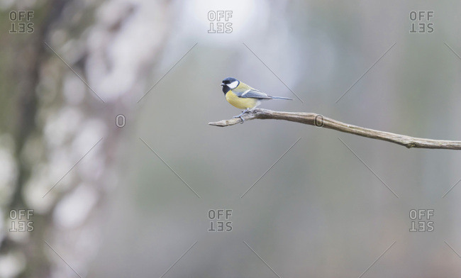 Great tit bird on a tree branch