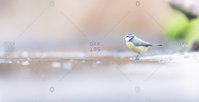 Great tit bird on wet ground