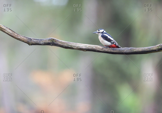 Great spotted woodpecker on a tree branch