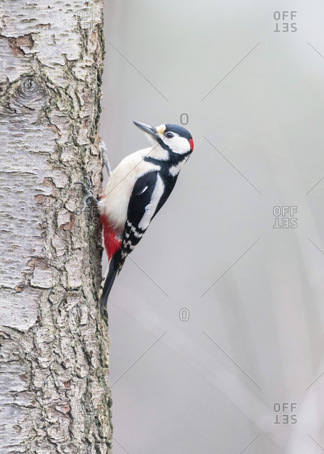 Portrait of a great spotted woodpecker on a tree