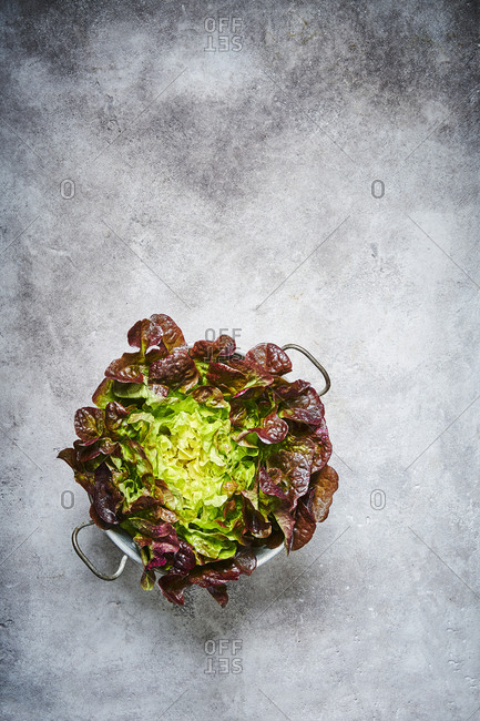 A red oak leaf lettuce shot from above in a colander with plenty of space for copy.