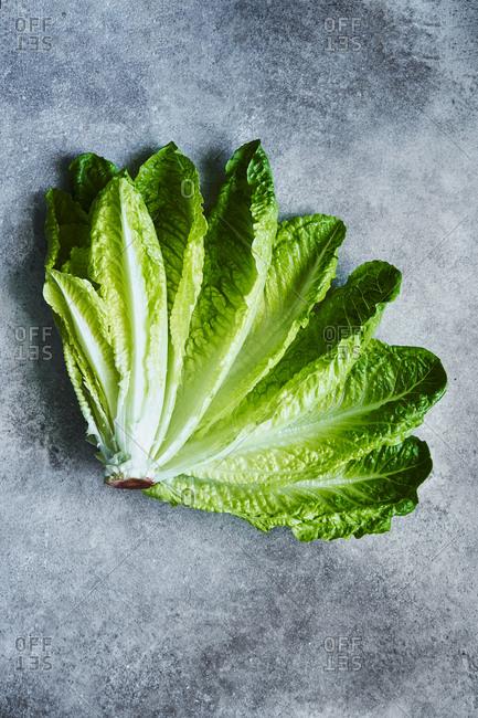 Healthy lettuce leaves fanned out