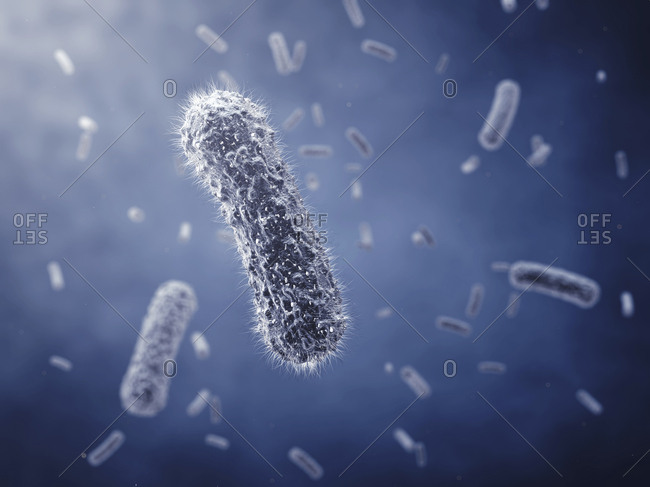 Bacillus sp. bacteria