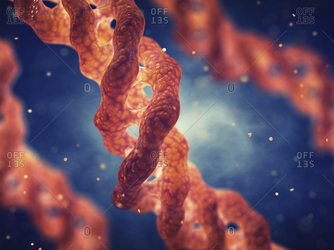 Collagen triple helix molecule