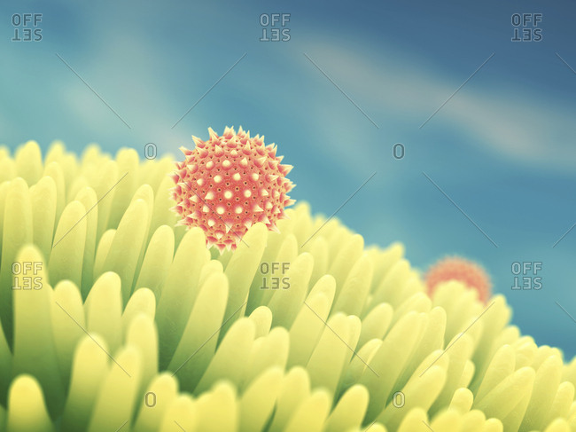 Pollen grains on flower