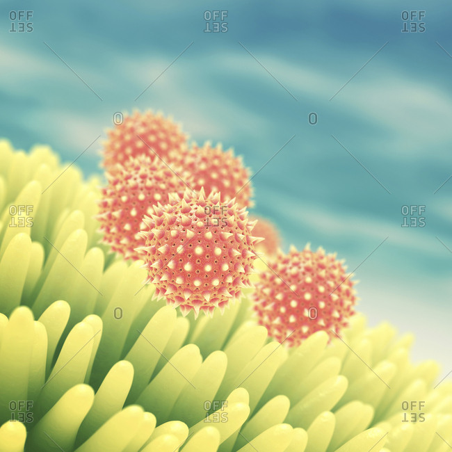 Pollen grains on flower