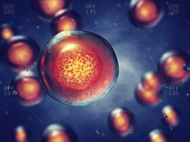 Embryonic stem cells