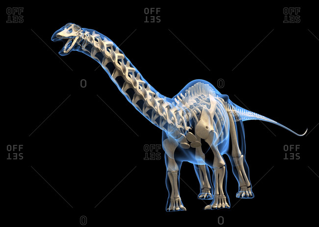 Brontosaurus skeleton against a black background