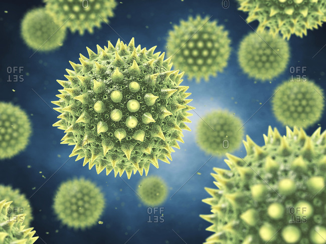 Airborne pollen grains