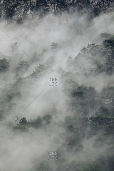Dense foggy woods in the Pyrenees Mountains, Europe