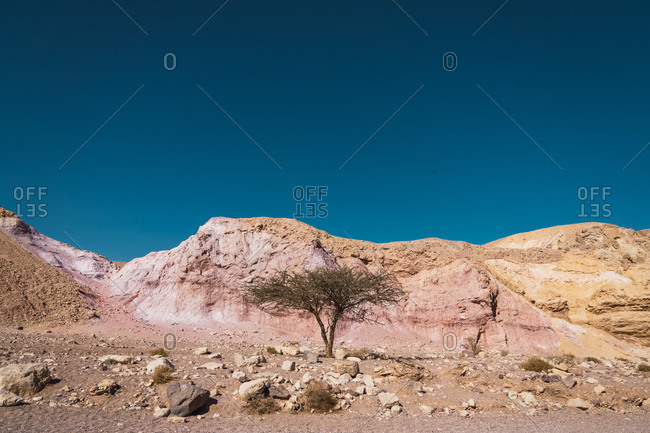 Small lonely tree growing near rough slope of Red Canyon against clear blue sky in Negev Desert