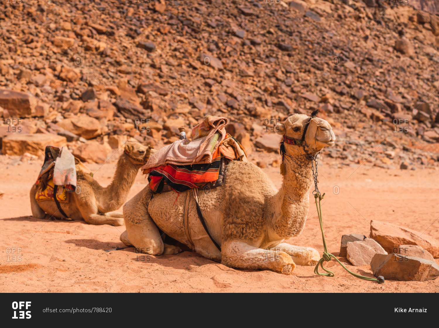 Group of camels in harness sitting on sand against rocky cliff in desert valley of Wadi Rum, Jordan