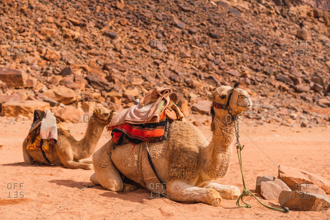Group of camels in harness sitting on sand against rocky cliff in desert valley of Wadi Rum, Jordan