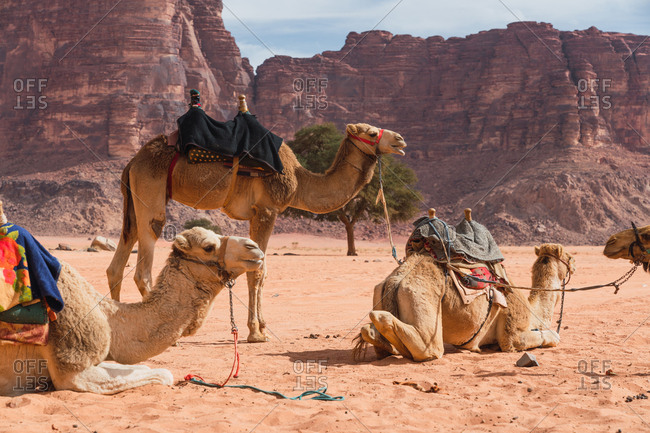 Camels with saddles resting on sand in beautiful desert valley of Wadi Rum in Jordan