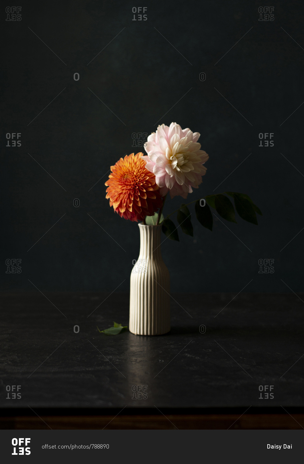 Fresh dahlias in a white striped ceramic vase