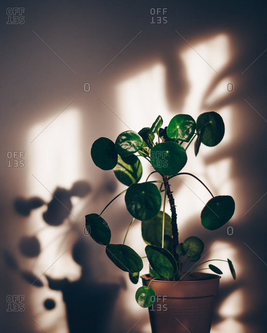 Plant and shadow in sunlight from window