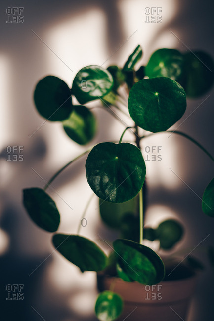 Plant and shadow in sunlight from window