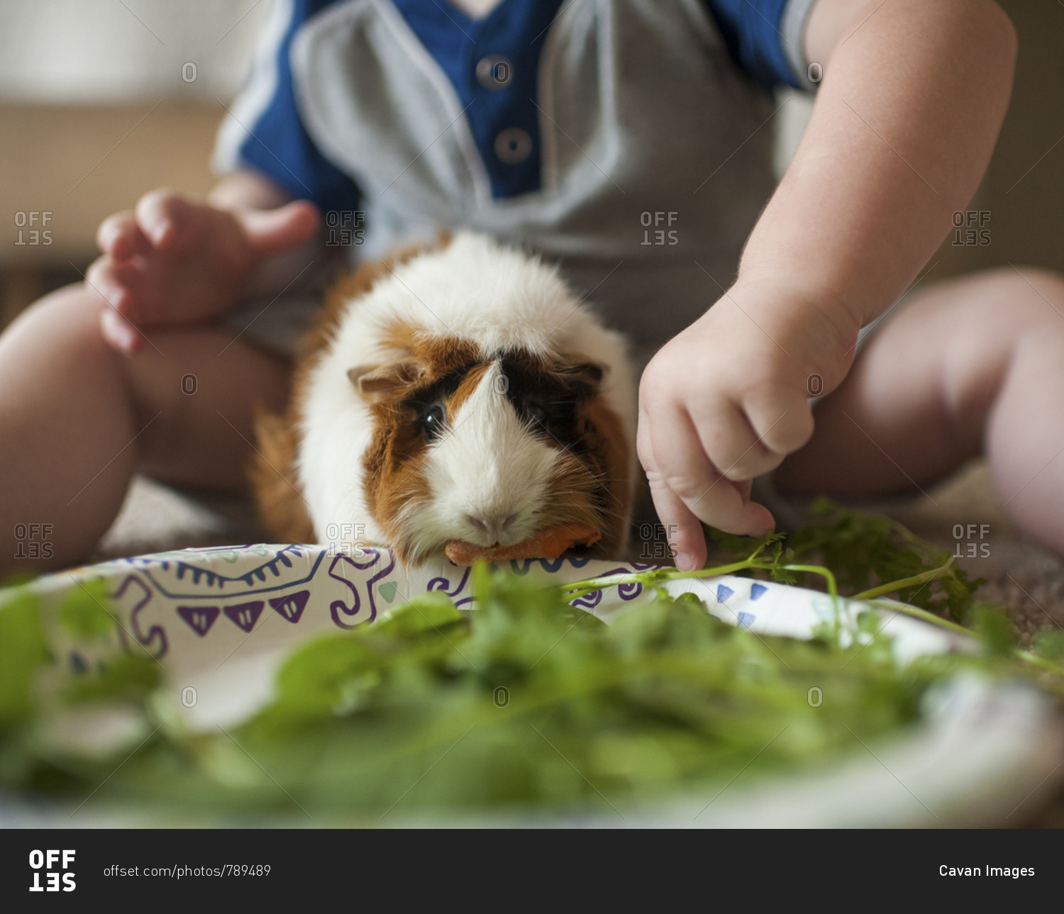 Close-up of baby boy feeding plants to guinea pig at home