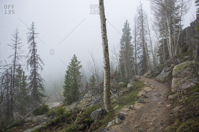 Scenic view of trees growing in Yellowstone National Park during foggy weather