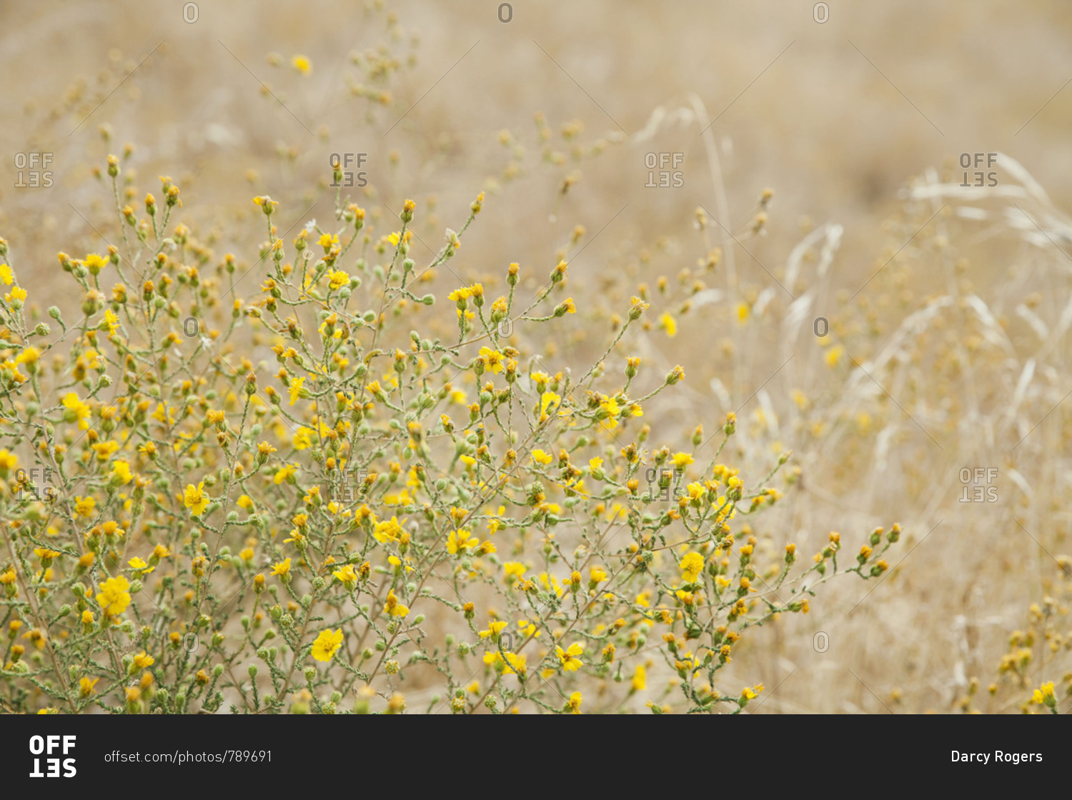 Close-up of yellow flowers in a wheat field