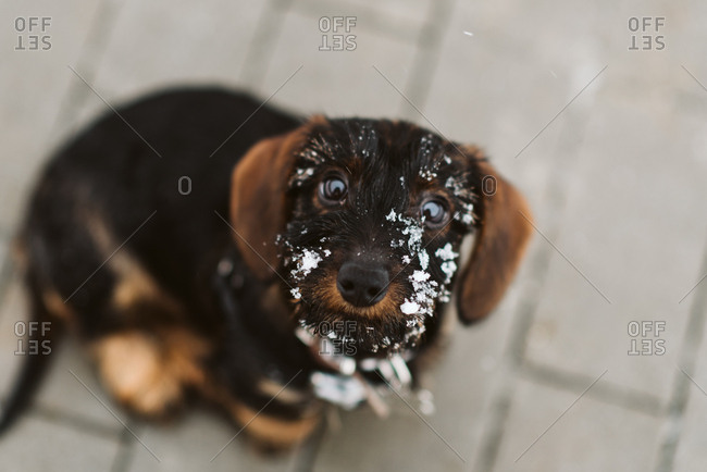 Young puppy sitting on patio with snow on its face