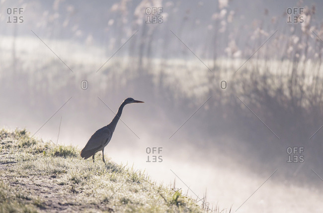 Heron walking by river at dawn