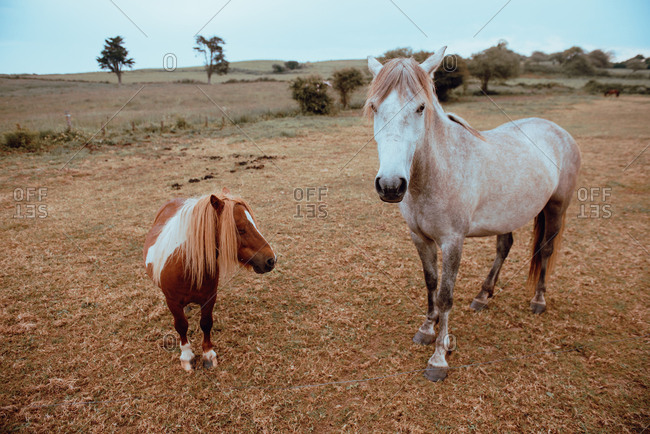 Horses grazing in dry field