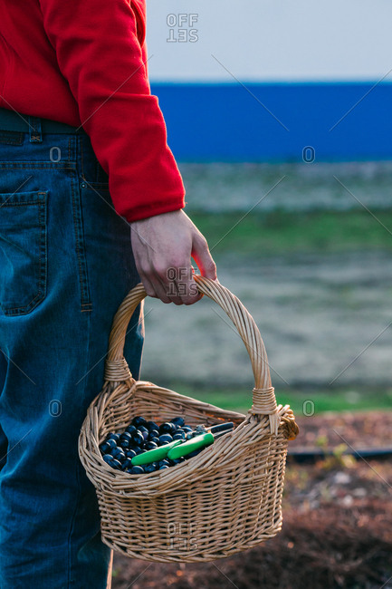 Crop farmer with basket of olives