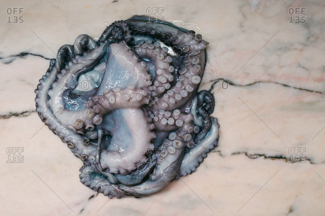 From above slimy raw octopus placed on white marble tabletop in kitchen
