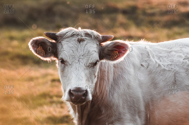 white male cow on lawn in countryside walking in sunlight, France