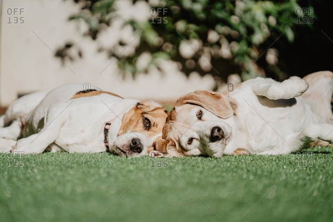 Cute beagles on lawn in yard