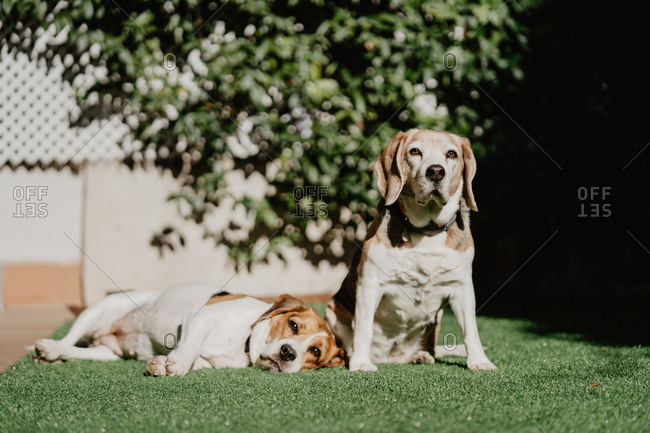 Cute beagles on lawn in yard
