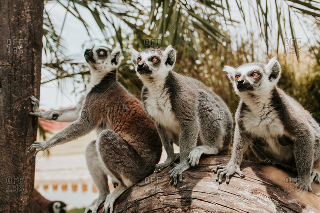Lemur standing on tree