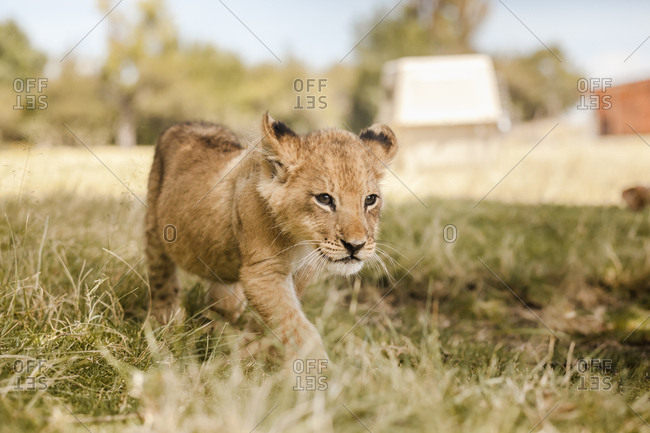 Lion cub near tree trunk