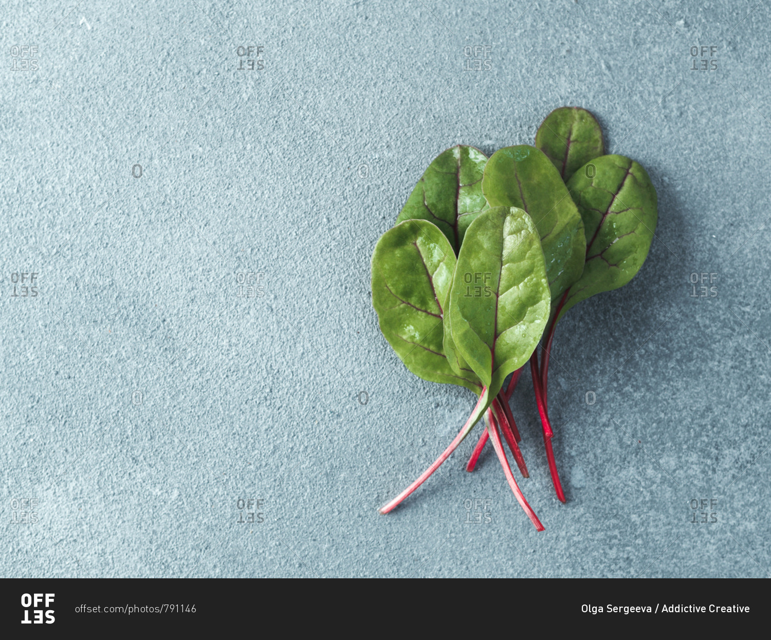 Bunch of fresh green chard leaves or mangold salad leaves on gray stone background. Flat lay or top view fresh baby beet leaves, copy space for text